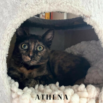 ATHENA