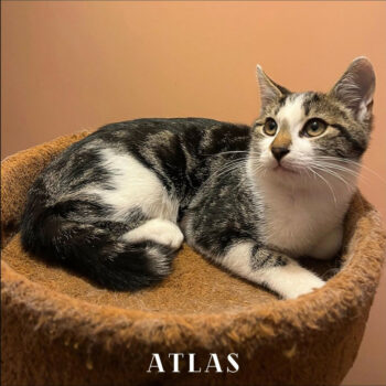 ATLAS